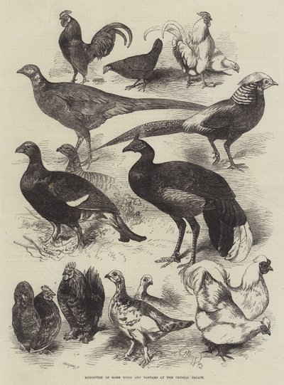 Exhibition of Game Birds and Bantams at the Crystal Palace by Harrison William Weir